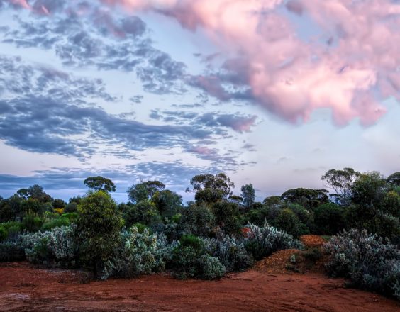 Blue and pink sky in Kalgoorlie over the bush